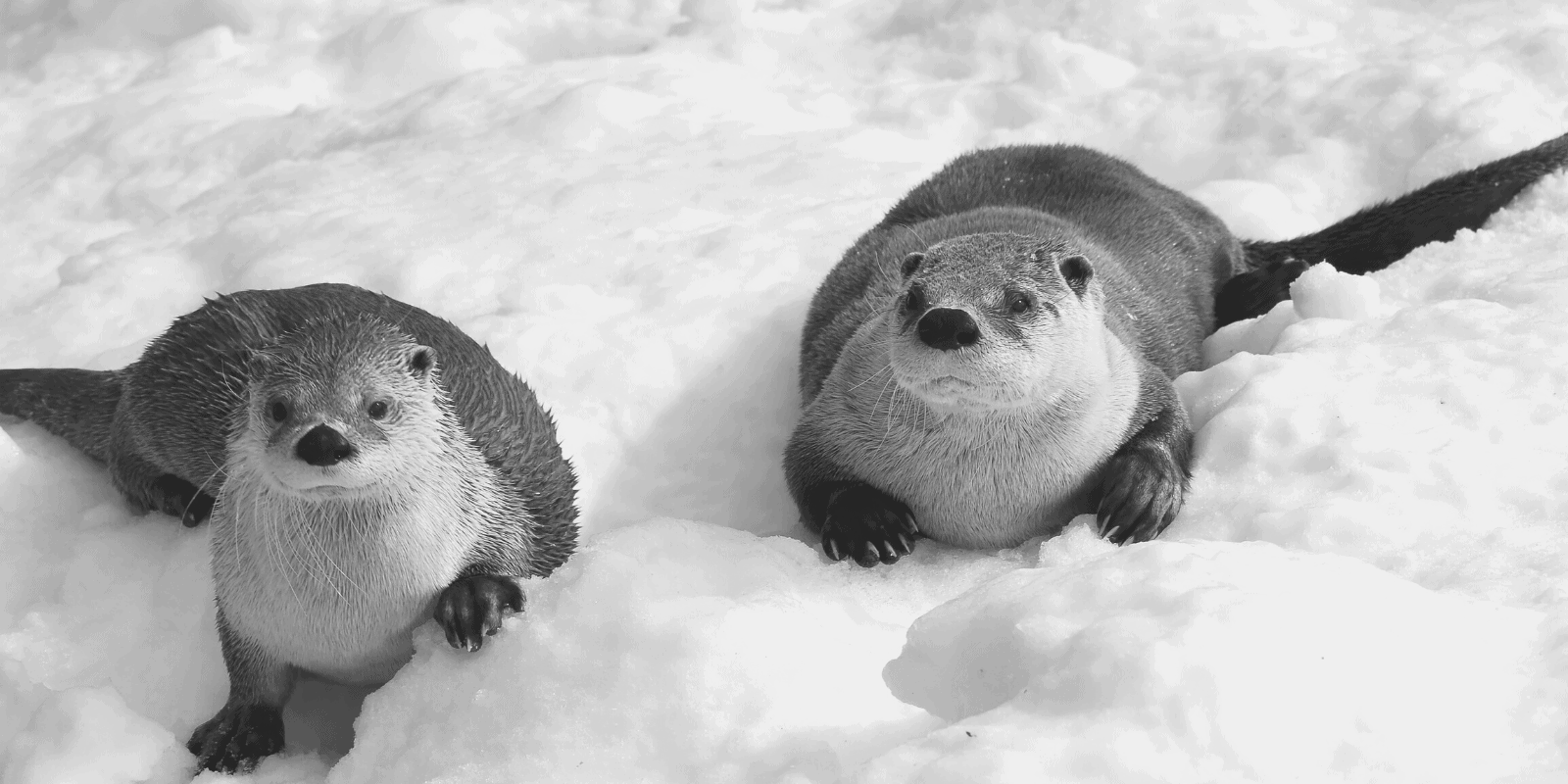 Researchers Reveal How Sea Otter Population Change Impacts the Climate