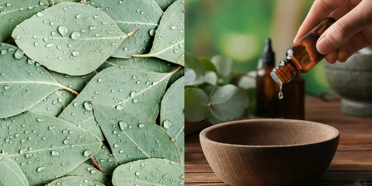 10 Scientific Reasons Eucalyptus is Good for Your Health Stuff! Lovely!