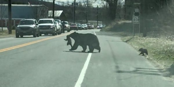 Watch a Mama Black Bear Struggle Hilariously to Get All Four Cubs