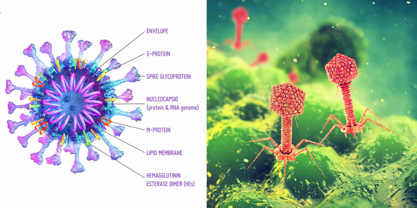uk-researchers-find-out-what-makes-viruses-contagious-stuff-lovely