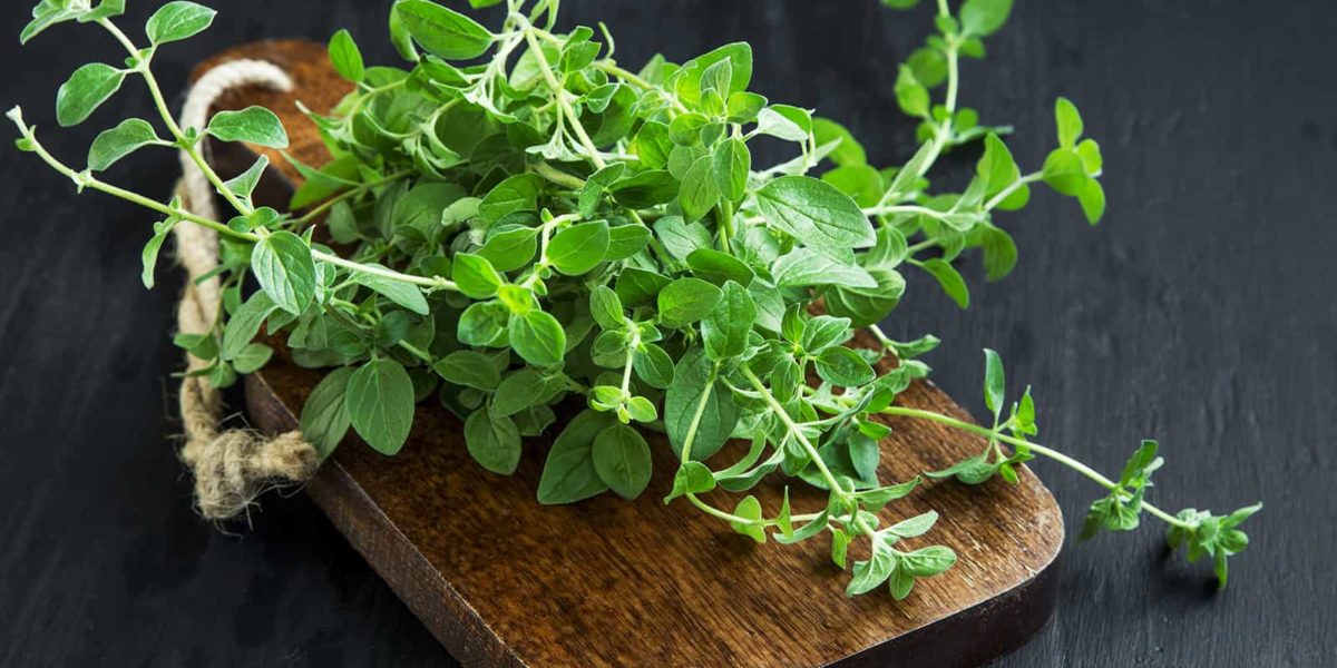 7 Reasons to Eat Oregano, According to Research Stuff! Lovely!