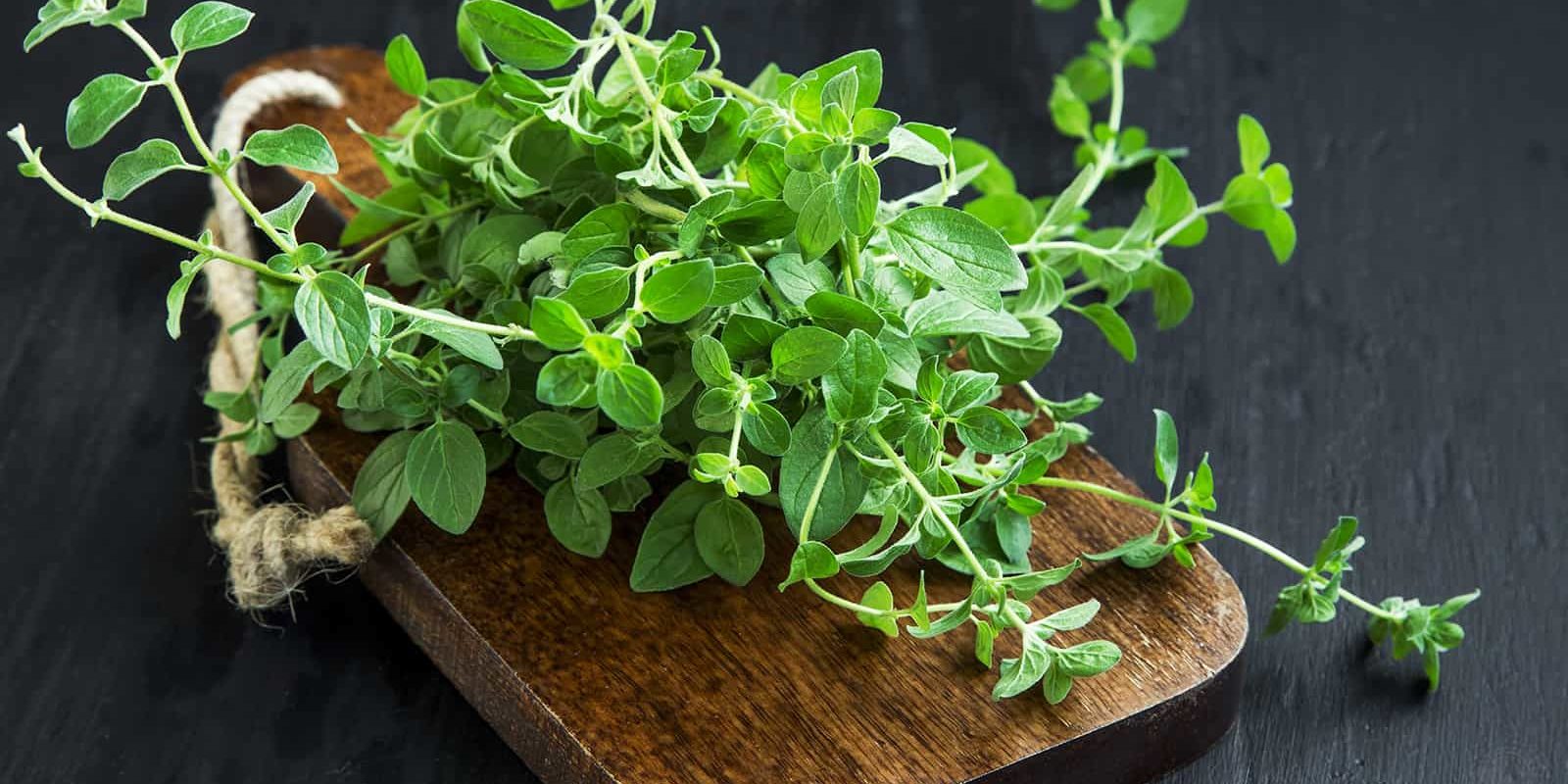7 Reasons to Eat Oregano, According to Research Stuff! Lovely!